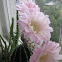 Echinopsis oxygona