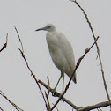 Little Blue Heron (juvenile)