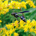 Potter Wasp