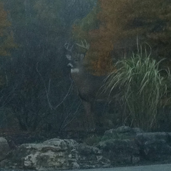 Spotting Image 1