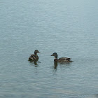 Mallard duck