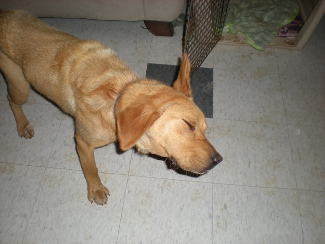 [obo the window puppy 005[2].jpg]