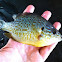 Pumpkinseed