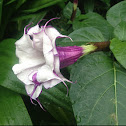 Thorn Apple