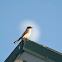 Eastern Phoebe