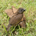 Scaly-breasted Munia