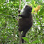 Fat-tailed Dwarf Lemur
