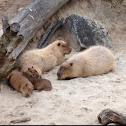 Capybara