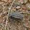 Beetle