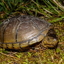 Eastern Mud Turtle