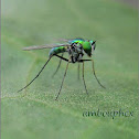 Long-Legged Fly