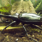 Atlas Beetle