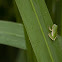 Green Treefrog