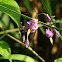 Deadly nightshade