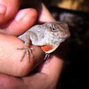 Brown Anole