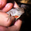 Brown Anole