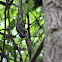Himalayan Striped Squirrel