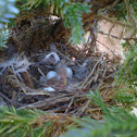 Wren nest