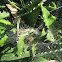 Funnel-Web Spider