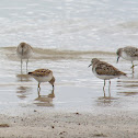 White-rumped Sandpiper