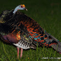 Ocellated Turkey