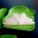 Cross-line Wave Moth