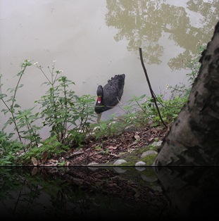 taiwan duck