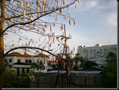 Pohon Kapas