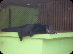 binturong