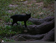 black cat