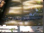 buaya