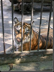 harimau sumatra4
