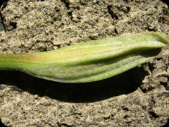 Natural 4627