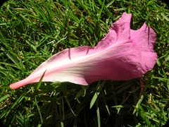 Flora (2)