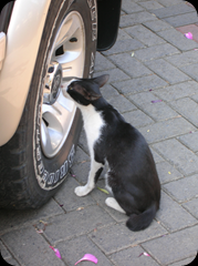 Cat Under Car 01