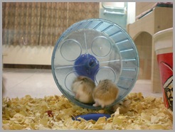 Hamster Roborovsky Picture (3)