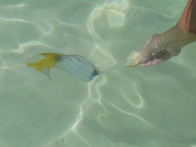 [CookIslands221.jpg]