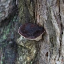 Bracket Fungi