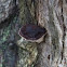 Bracket Fungi