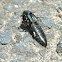 Glossy swamp rove beetle