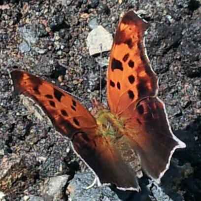 Spotting Image 1