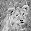 Lion Cub
