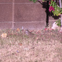 White-Crowned Sparrow