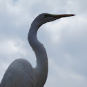 Great Egret