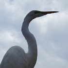 Great Egret