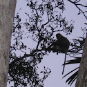 Proboscis monkey
