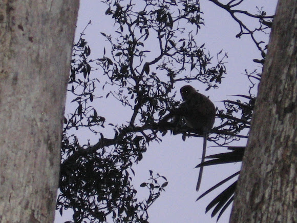 Spotting Image 1