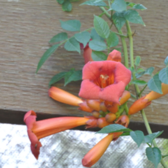 Spotting Image 1
