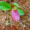 Pink Lady's Slipper