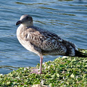 Western Gull (juvenile)
